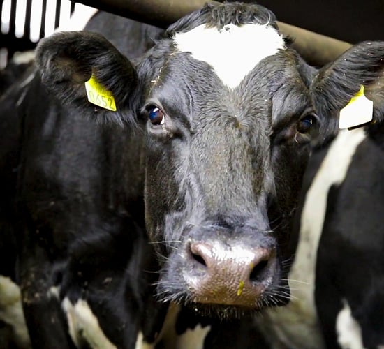 Emissions: Dairy cow numbers haven't exploded - ASA