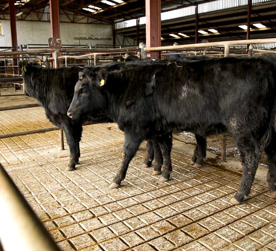 Mart manager's view: Imposing Level 5 restrictions at Mid-Tipp Mart