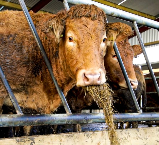 Irish beef prices up to 64c/kg behind UK - ICMSA