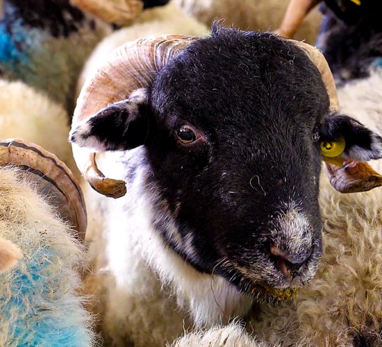 'Hill-bred stores back €25/head on last year'
