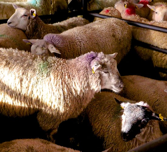 Sheep kill: Supplies remain strong as trade improves