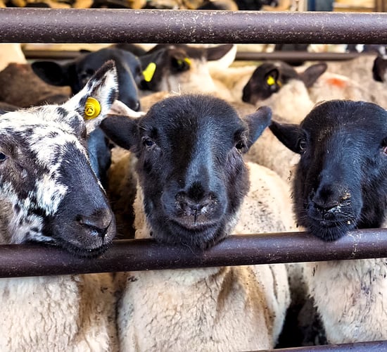 Lamb prices tick upwards again this week at marts