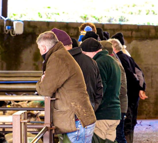Irish MEP tells EU Parliament farmers need 'immediate support'