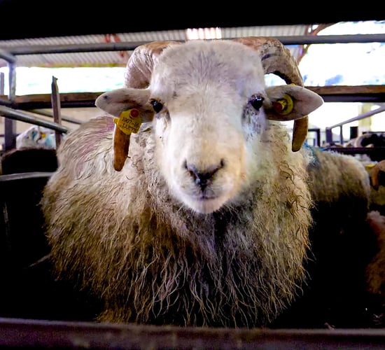 Farmer urges caution after sheep dip fumes cause coma