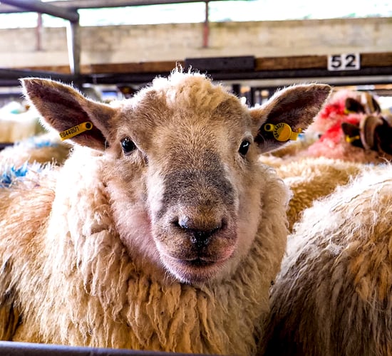 2020 Sheep and Goat Census can still be completed online