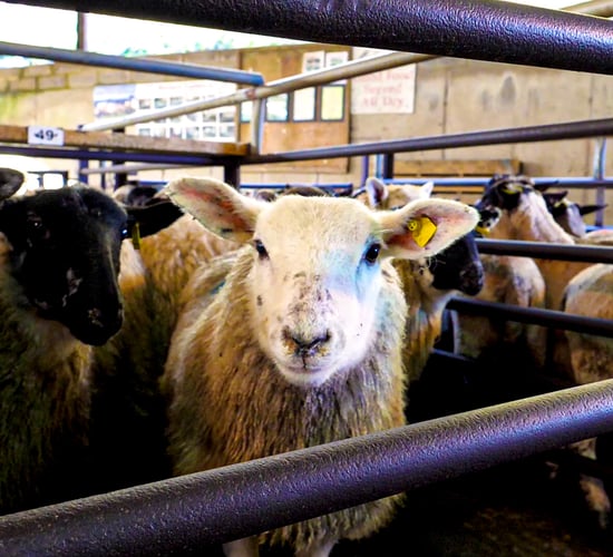 Sheep marts: More positive week, with prices up €2-5/head