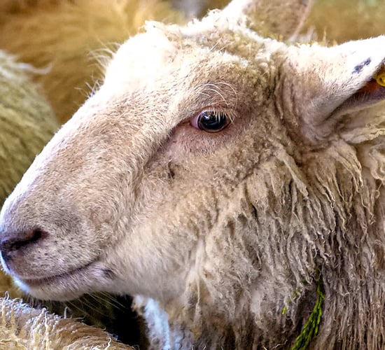 English sheep flock on the rise