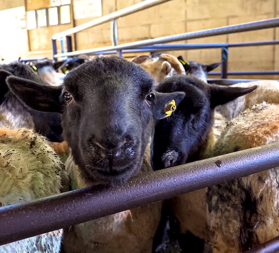 How many sheep has Ireland imported this year?