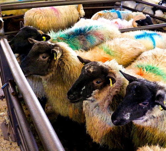 Northern sheep trade: Lamb prices come under pressure