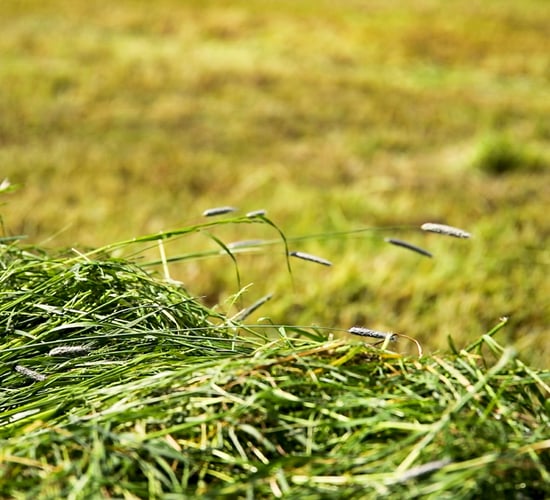 FCI calls for calm amid  'frenzy' to catch up on first-cut silage