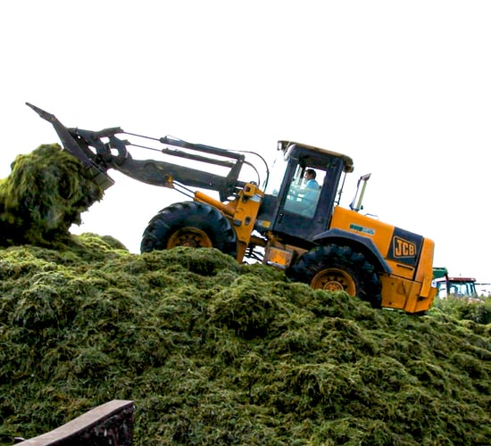 How does silage quality affect milk yield and concentrate feeding?