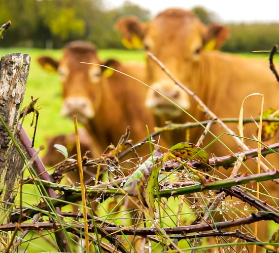 Beef taskforce urged to address 'imminent' Brexit threat and defer PGI decision