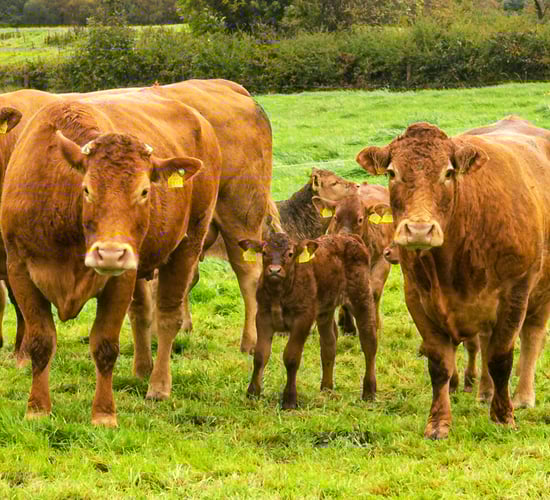 Farmers reminded of BDGP and BEEP-S deadlines