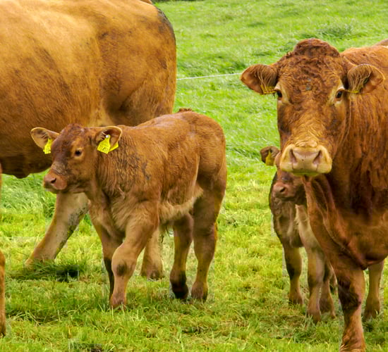 Suckler farmers' 2019 income witnesses an 11% increase - National Farm Survey