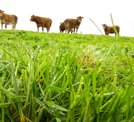 Bord Bia: SBLAS only way to verify PGI beef grass fed criteria
