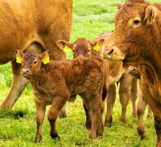 Calf registrations down slightly on last year's figures