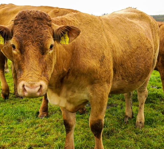 Beef Taskforce officially wound up...but new forum promised