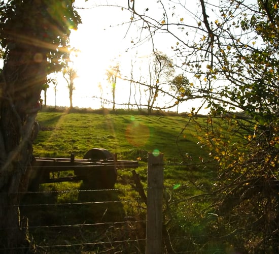 Report: Over a quarter of EU land protected for biodiversity