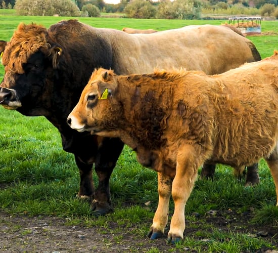 Aubrac premier sale set for Tullamore this weekend
