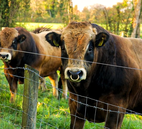 ICBF publishes updated active bull lists