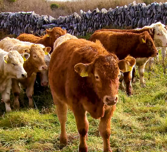 30,000 farmers to receive BEEP-S and dairy beef payments