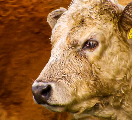 €50 million beef support scheme: The key points so far