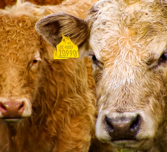 €6 million suckler brand 'to be overseen by majority farmer rep committee'
