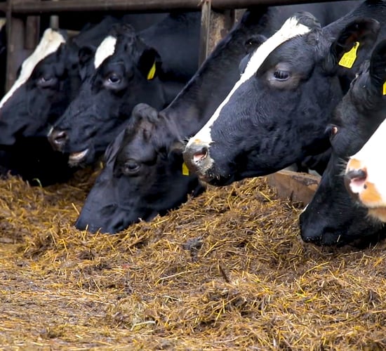 Dairy advice: Managing fodder supplies on farms