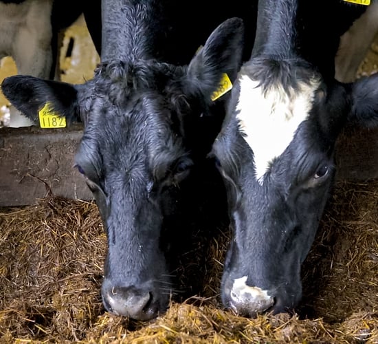 Autumn calving: Transition cow management is crucial