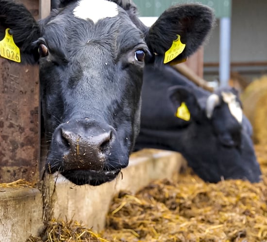 Agriland launches series on 'Efficient animal production' with Grassland Agro