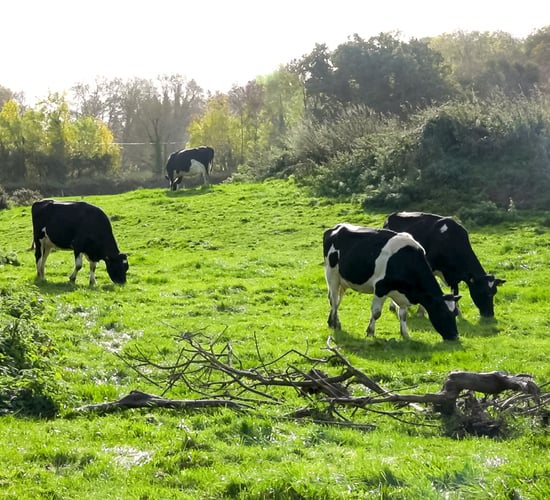 Online application system opens for 2025 nitrates derogation