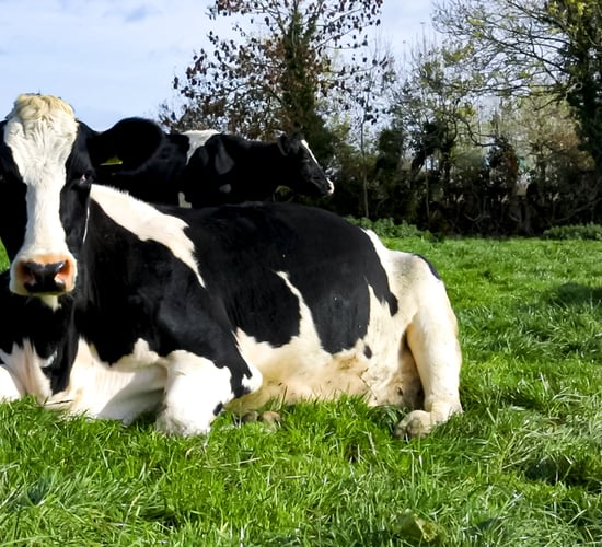 Grass growth: Slight improvement expected