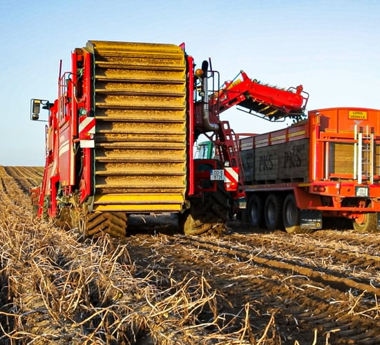 Potato yields declined in 2022 by 15 per cent