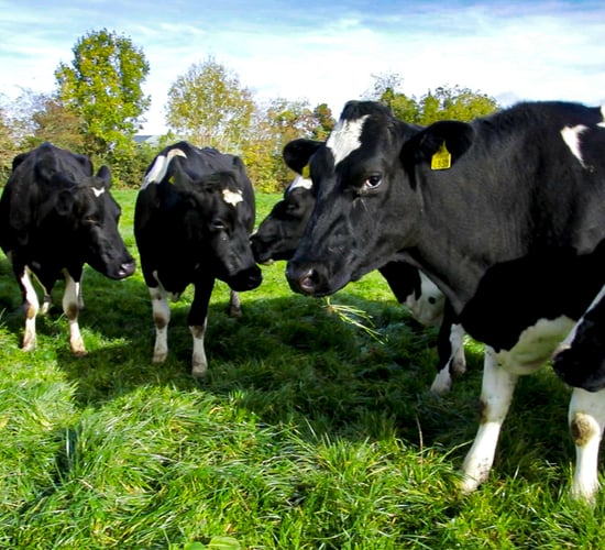 Permit system will 'regulate family farms out of existence'