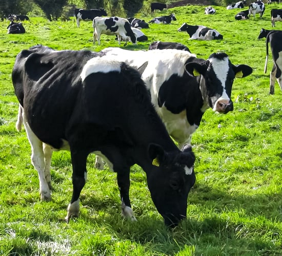 Minister due to unveil new action plan to tackle bovine TB