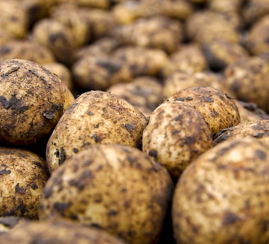 Met Éireann issues potato blight advisory