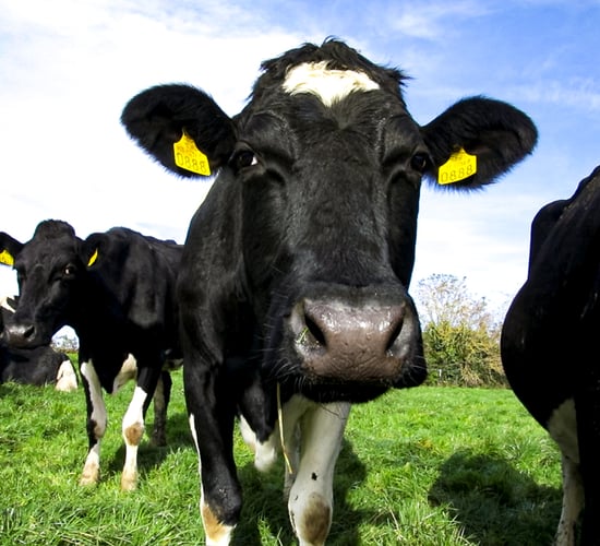 Eurostat: Livestock population continues to fall across EU