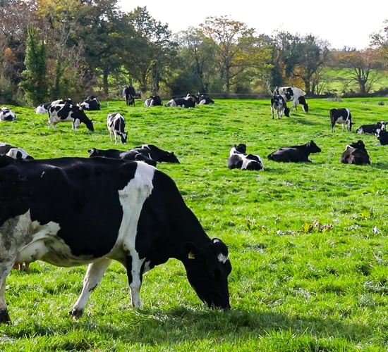 Breeding season: Did you turn out the bull too early?