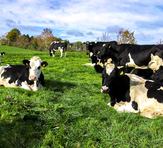 Dairy reduction scheme 'off the table' - minister