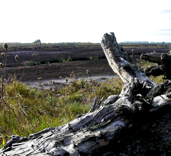Bord na Móna announcement: 'Very few people have faith'