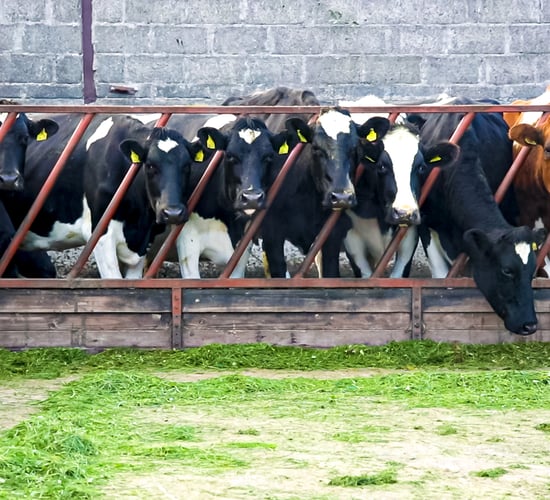 Time to start thinking about drying off autumn-calving cows