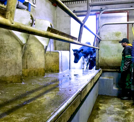 Have you started training heifers into the milking parlour yet?