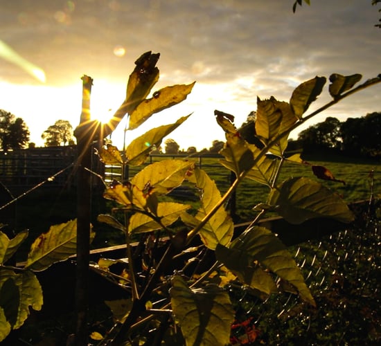 Warmest summer for Europe by 'small margin' - Copernicus
