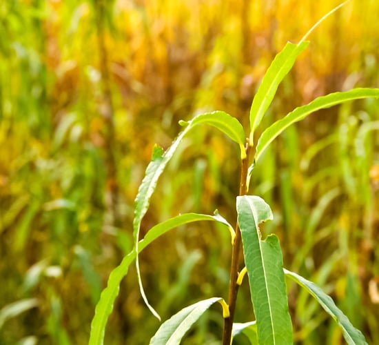 Biofuel companies in China audited over potential fraud