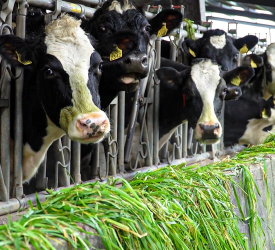 Dairy social media campaign gains support in NI