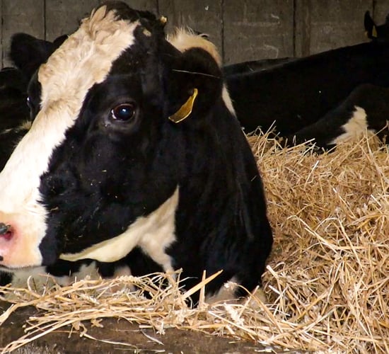 Getting transition cow management right is key to success