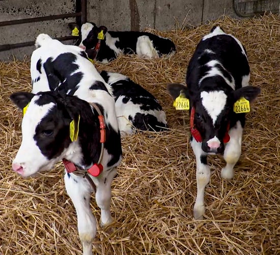 Dairy calf-to-beef can boost incomes on suckler farms