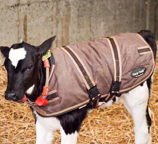 Calf jackets may have role to play during straw shortages