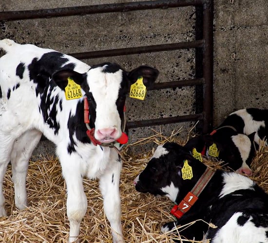 Trials testing slow-releasing milk powder underway in Wicklow