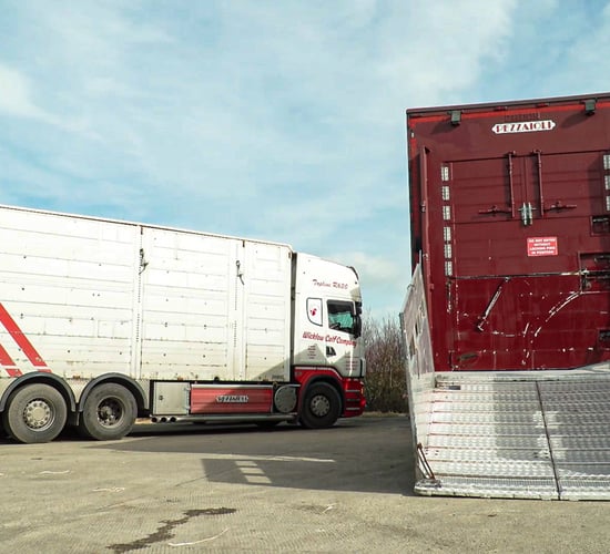 Views sought on the welfare of animals during transport in the EU